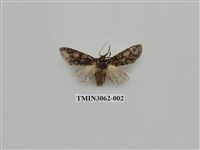 藏品(夜蛾810)的圖片